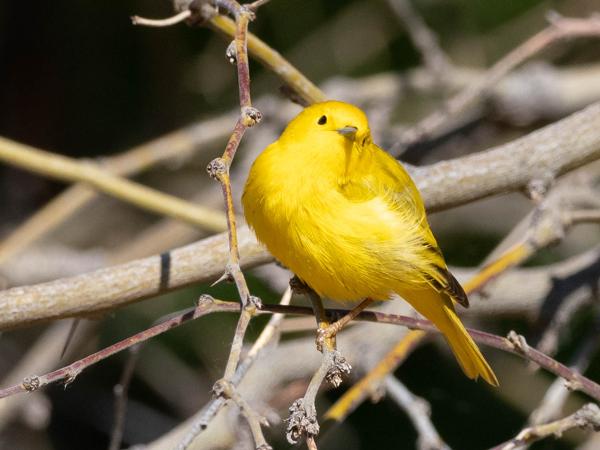 <h3><a href="/trips/Tucson_2023/biota/animalia/chordata/aves/040 passeriformes/122 parulidae/setophaga petechia/setophaga petechia-nl.html">Setophaga&nbsp;petechia</a> / Mangrove&nbsp;warbler / Mangrovezanger</h3>OM-1 met OLYMPUS M.300mm F4.0, 1/2000 sec  bij F5.0, ISO 800, afstand 10.7&nbsp;m